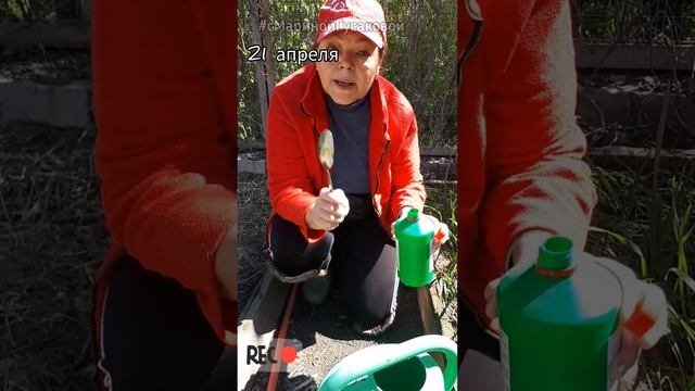 Самая важная ОБРАБОТКА ЧЕСНОКА весной. И подкормка и от вредителей ✔ Не пропустите ✔ смотреть онлайн