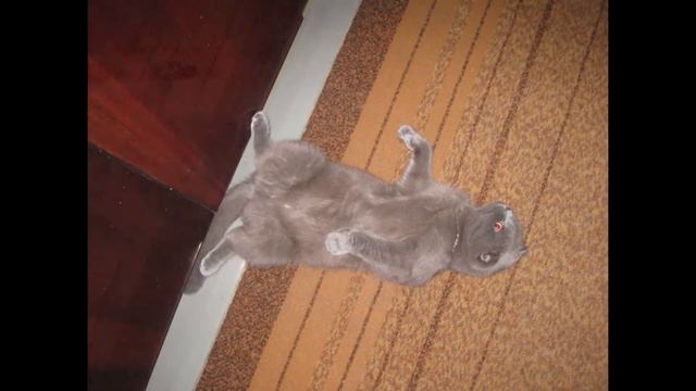 Мои животные / My animals / Meine Tiere смотреть онлайн