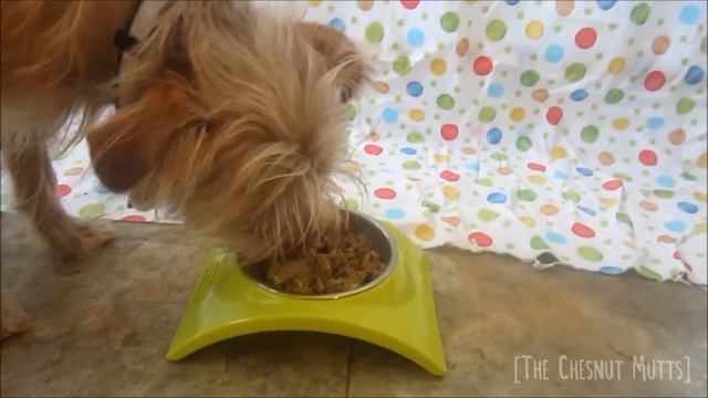Dr. Harvey's Oracle Dog Food смотреть онлайн