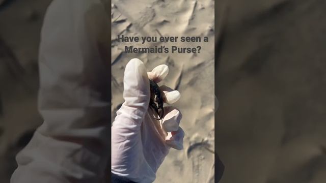 Mermaid’s Purse found on the beach #shorts #beachfinds #mermaidspurse смотреть онлайн