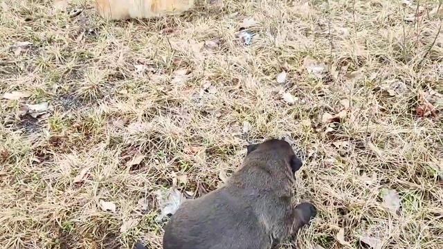 КУПИЛИ СТАРЫЙ ДОМ В селе. РЕМОНТ дома. Ремонт прихожей. Бюджетный ремонт своими руками. ПЕРЕДЕЛКА 1 смотреть онлайн