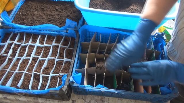 Посев капусты в ячейки и в ящики для рассады смотреть онлайн