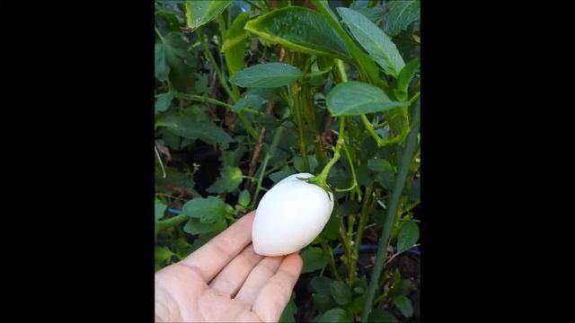 Pepino Dulce/Pepino Melon (Solanum muricatum) смотреть онлайн