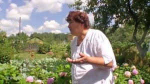 Уютная дача. Идеи для сада и огорода.