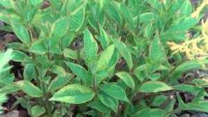 Вейгела. Личная коллекция Самых Красивых Декоративно - Лиственных Кустарников Для Сада