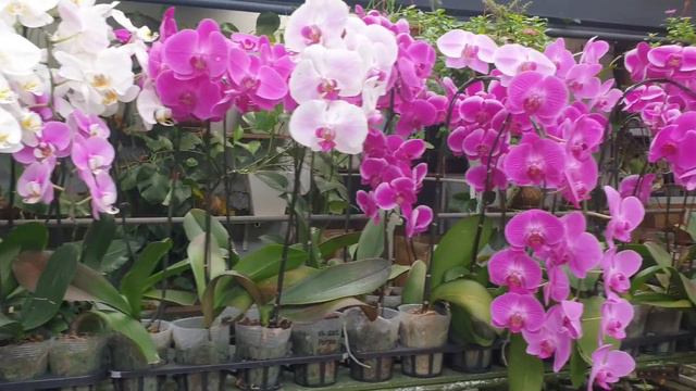 DAY TRIP 🚗TO WORLD OF PHALAENOPSIS💐🌼💐 - TAMAN ORKID, ULU YAM, BATANG KALI😎😎 смотреть онлайн