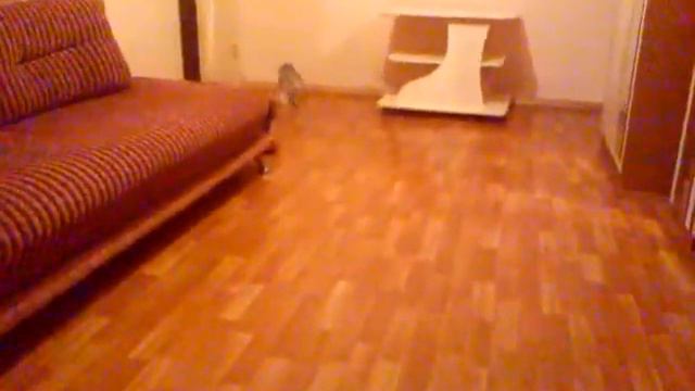 мой кото-пёс смотреть онлайн