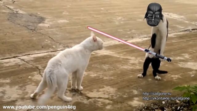 Кот ушел красиво 8   Cat Gone   Cat Cobra     Котокобра HD)