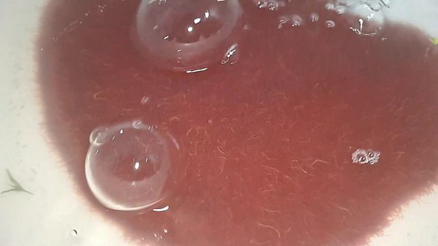 Живой корм в миске с аэрацией смотреть онлайн