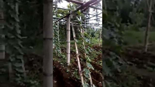 How to utilise a 1 hectare farm смотреть онлайн