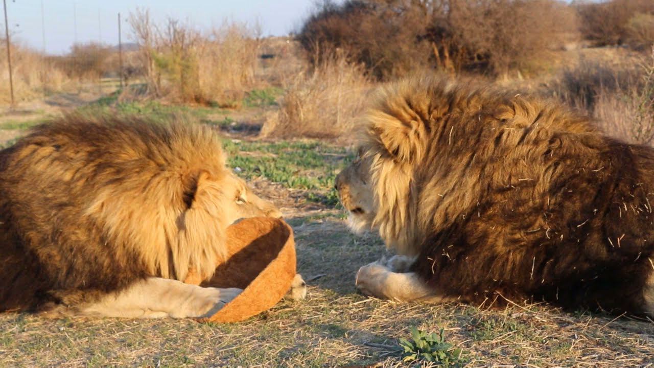 Львы и веганский войлок))) смотреть онлайн