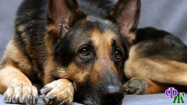 РЕКС и ЛИДА 7. «Что это?» - ПЁС слёзно смотрел в глаза хозяйке и тихо выл, а перед ним лежала… смотреть онлайн