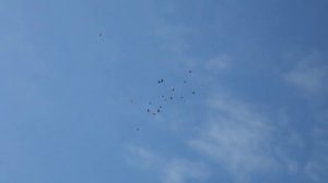 Голуби вертуны, переворачиваются в полёте