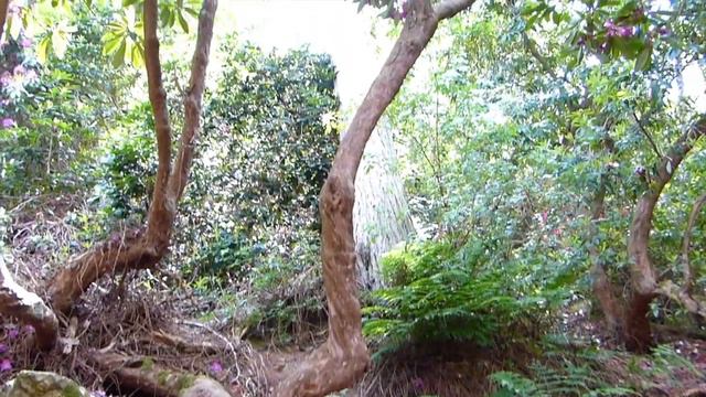 Wild Rhododendrons | Deer Park | Howth | Dublin | Ireland смотреть онлайн