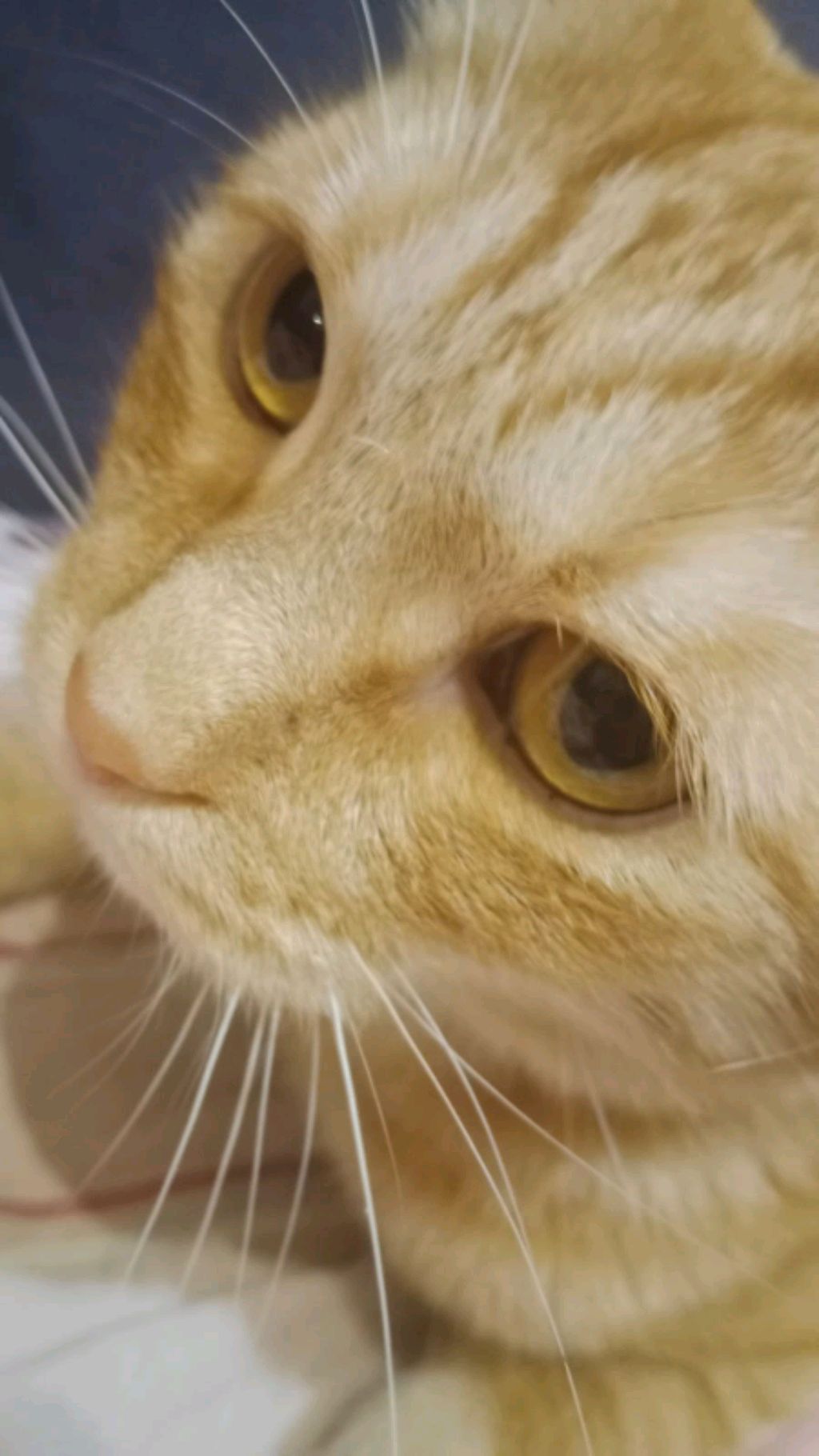 папины дочки