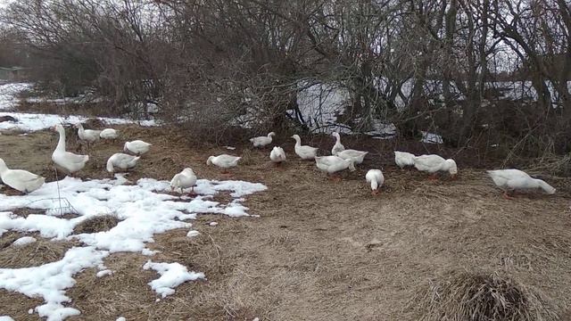 Гуси нашли первую траву смотреть онлайн
