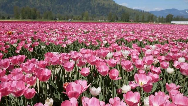 Canada’s Second Largest Tulip Festival || Chilliwack Tulip Festival