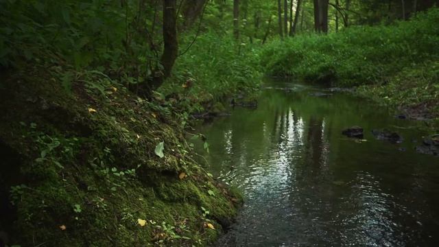 Прогулка по лесной тропе в коттеджном посёлке Green Forest Club смотреть онлайн