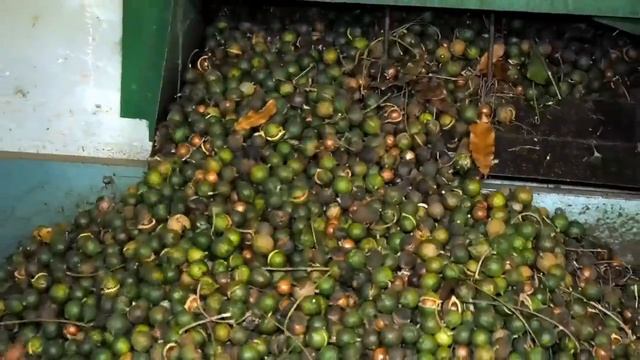 Macadamia nut farm смотреть онлайн