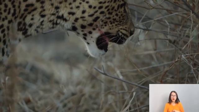 OMG! Giant Python Swallowing Leopard Cub When Mother Leopard Hunting Antelope, Anaconda vs Crocodil смотреть онлайн