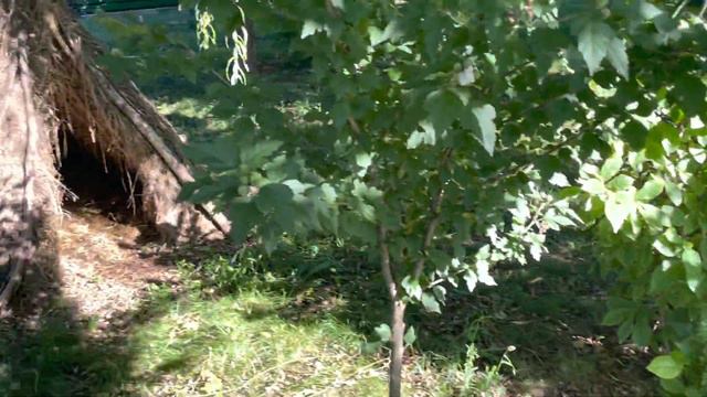 Обыкновенная прогулка обыкновенных французских бульдогов