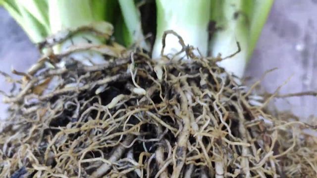 Деление хосты...как я это делаю смотреть онлайн