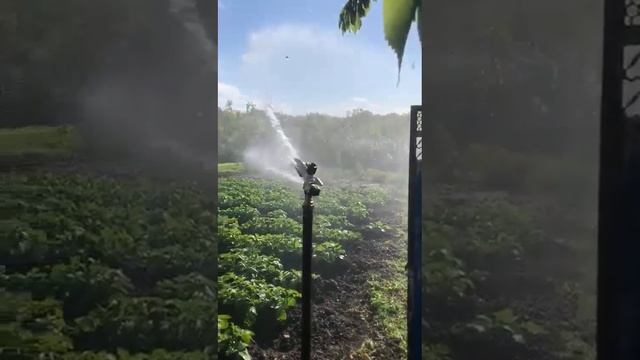 Спринклер полив аналог Гидра С