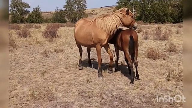 Лошади в Августе, засуха выжгла степь, #horsebreeding смотреть онлайн