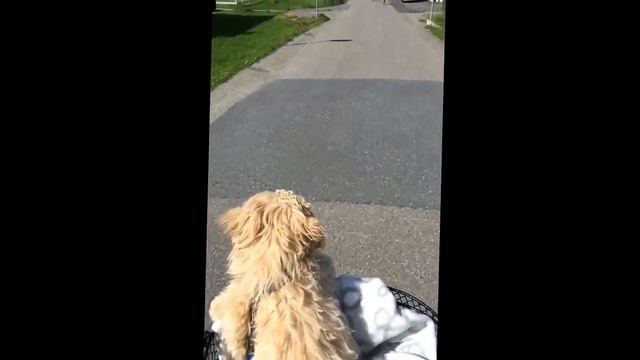 Maltipoo puppy riding a bike смотреть онлайн