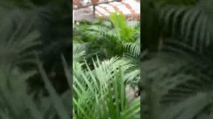 Пальма Арека: выращивание и уход