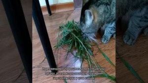 Как вывести шерсть из желудка кошки в домашних условиях