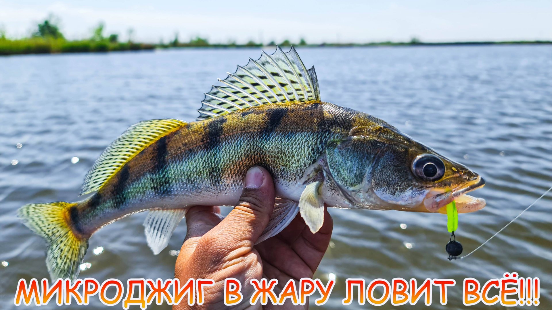 МИКРОДЖИГ в жару ловит ВСЁ!!! Наловил окуней, бершей, судаков!!! смотреть онлайн