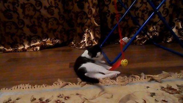 Черно-белый котенок нашел свой дом смотреть онлайн