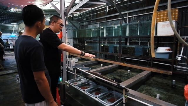 VISIT JP GOLDFISH | FARM UNIK DI JAKARTA смотреть онлайн