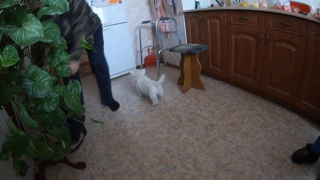 ВЛОГ. Закрыта дача! Слили воду,посадили сосны!/Котлетки по новому рецепту! смотреть онлайн