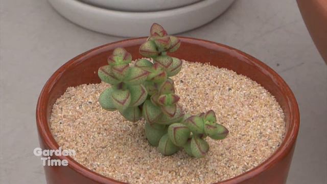 Beginner Indoor Plants смотреть онлайн