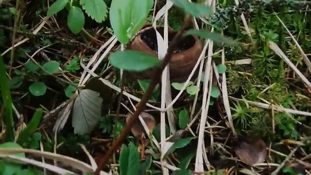 Молодильный гриб.  Саркосома шаровидная.  Где растет?  Необычный гриб.