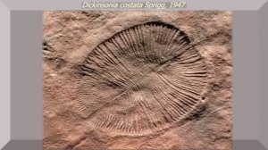 Эдиакарский период (рассказывает Михаил Никитин)