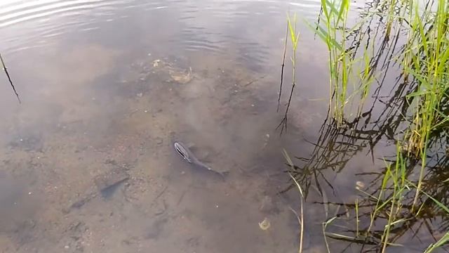 Секреты Творческого Прогресса