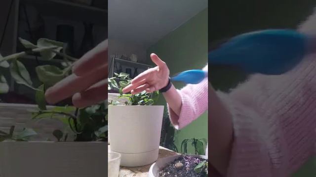 Пересадка традесканции в большой горшок #plants #houseplants #горшечныецветы #комнатныерастения смотреть онлайн