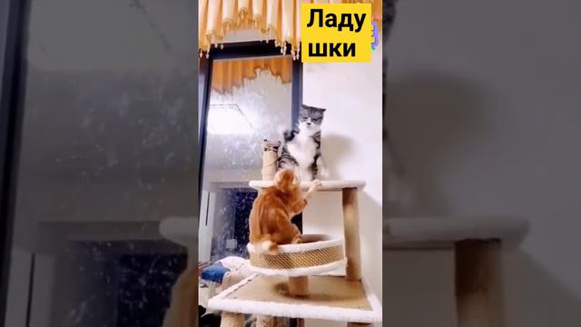 Ладушки ладушки ... #catstv #funnycat #shortsvideo смотреть онлайн