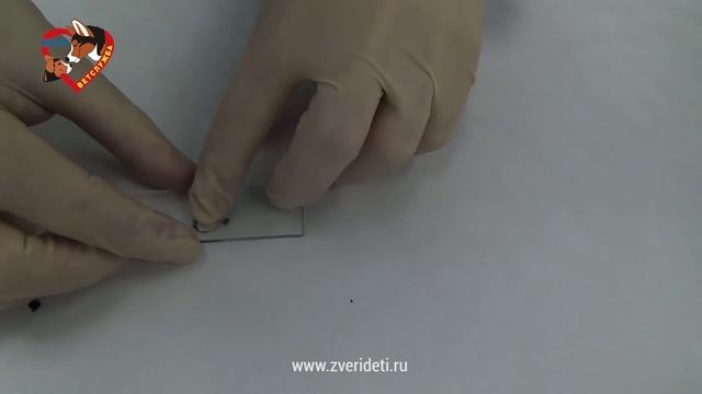 Чистка ушей у кота смотреть онлайн