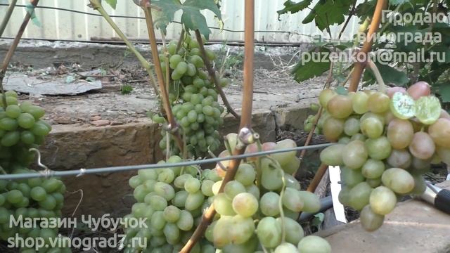 Виноград Золотое руно, Сергей и Нарцисс селекция Писанки О.М. (Пузенко Наталья Лариасовна) смотреть онлайн