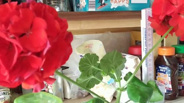 Самая высокая герань 123 см Рекорд Книги Гинесса / Guinness World Records Geranium