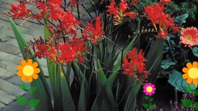 Крокосмия обыкновенная Lucifer. Краткий обзор, описание характеристик смотреть онлайн