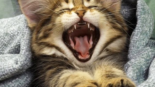 Почему человек зевает? Тайна раскрыта!!! смотреть онлайн