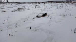 ОХОТА С ЭСТОНСКОЙ ГОНЧЕЙ🦮3 ЧАСА ГОНА, НО МЫ ЕГО ВЗЯЛИ❄️