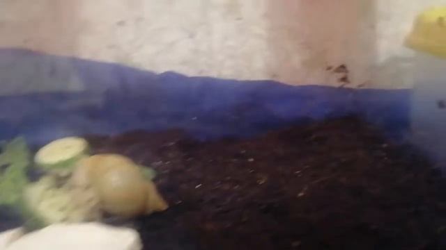 Моя улитка))) ?Террариум)))? Кладка яиц))) ?