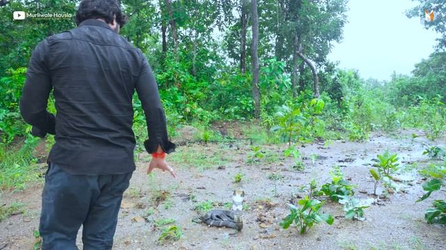 बेहद गुस्सैल रूप में एक साथ दो किंग कोबरा का आक्रामक अंदाज देखिए!?Two Dangerous King Cobra Release смотреть онлайн
