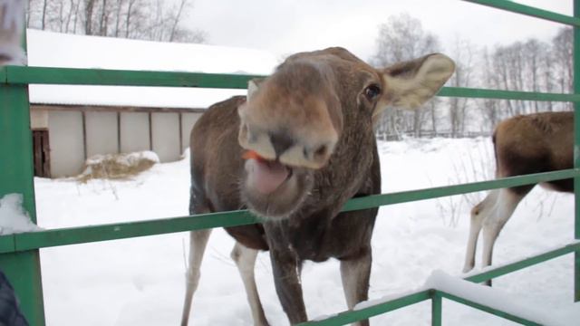 Лоси. В гостях у сохатого. Elk. Сумароковская лосеферма. | KINDERMIX. смотреть онлайн